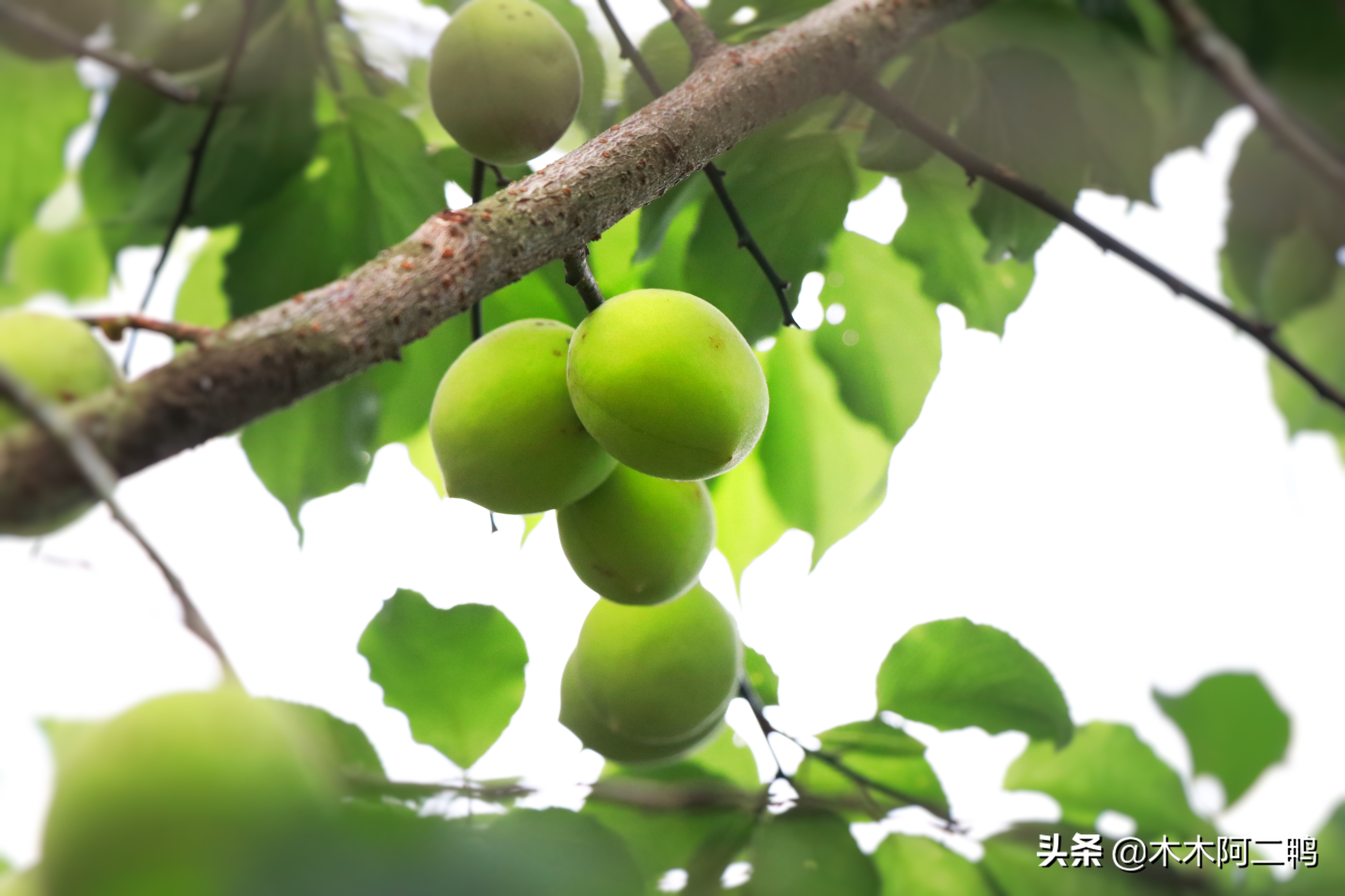 青梅怎么做能发挥最大功效,青梅的16大功效