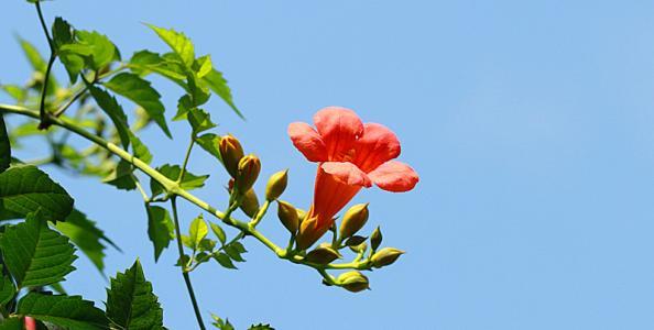 24个节气24朵花,你觉得24节气里面哪个节气最美