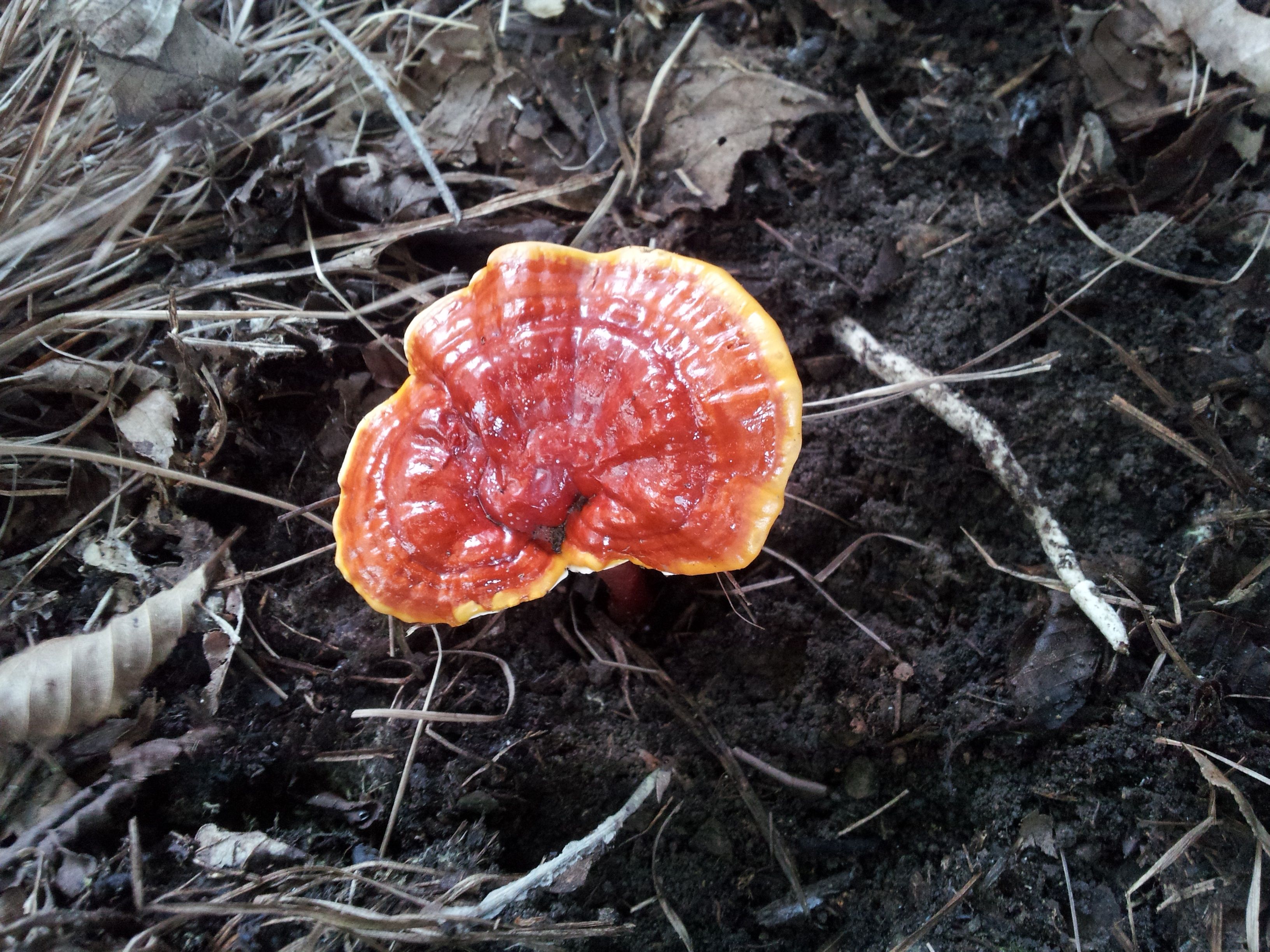 灵芝种植土壤怎么防病害,种灵芝用什么药防治病虫害