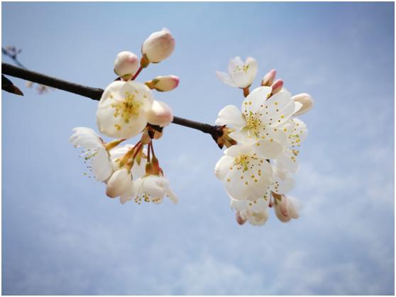 三月春色唯美诗句,阳春三月好风光诗词鉴赏