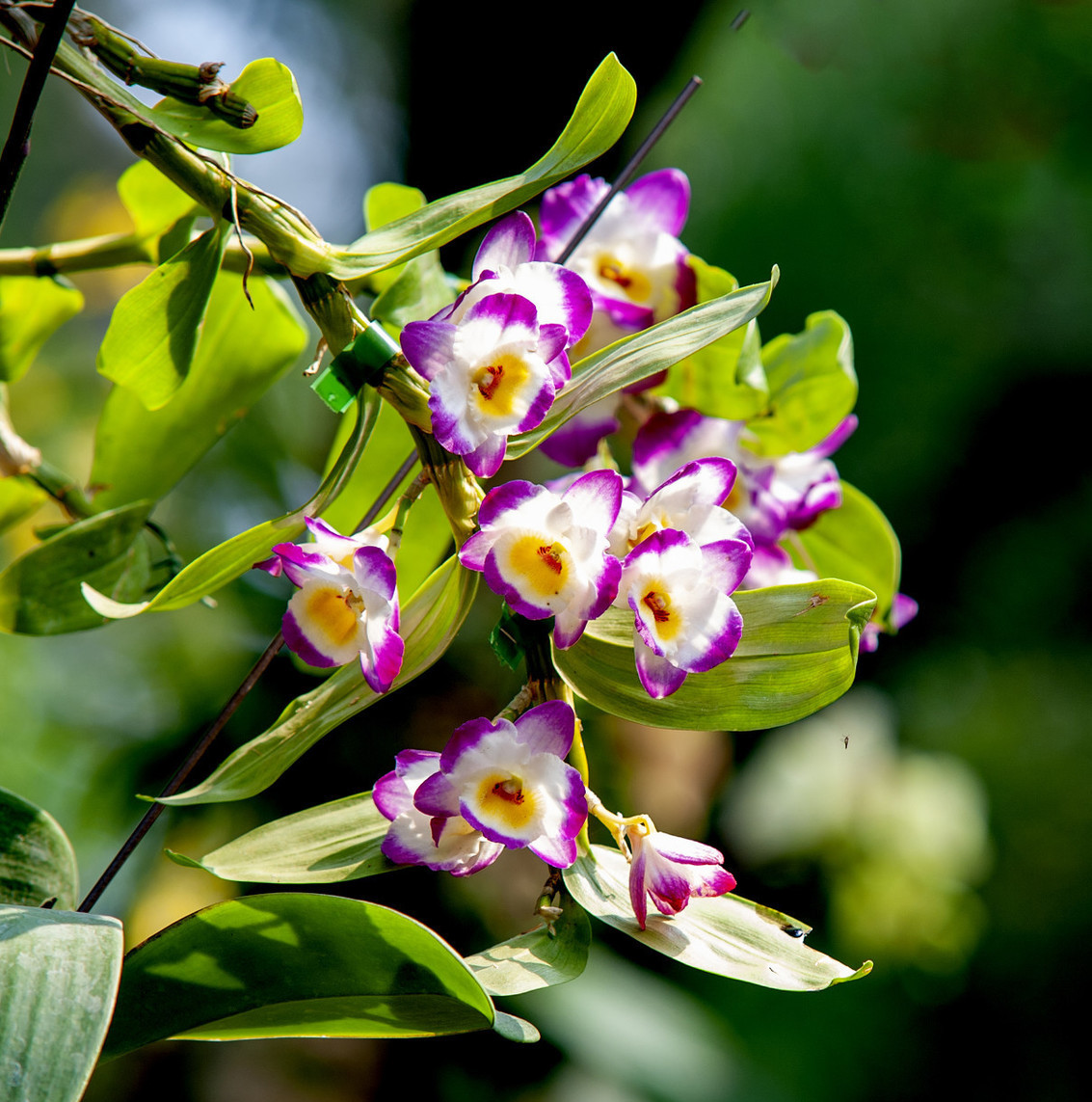 石斛种植上去蔫了怎么办,石斛不长新叶子怎么回事