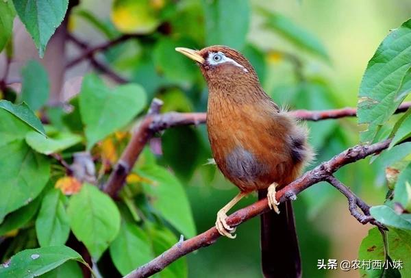 正确的训画眉鸟的方法,画眉鸟训鸟方法