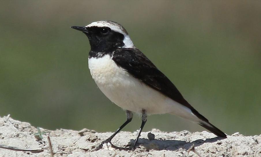 东江揽胜,惠州淡水常见鸟类图谱