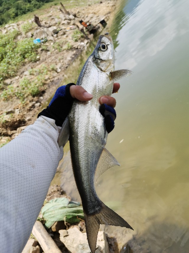 距昆明300公里的垂钓天堂,距离云南近的万峰湖野钓地点推荐