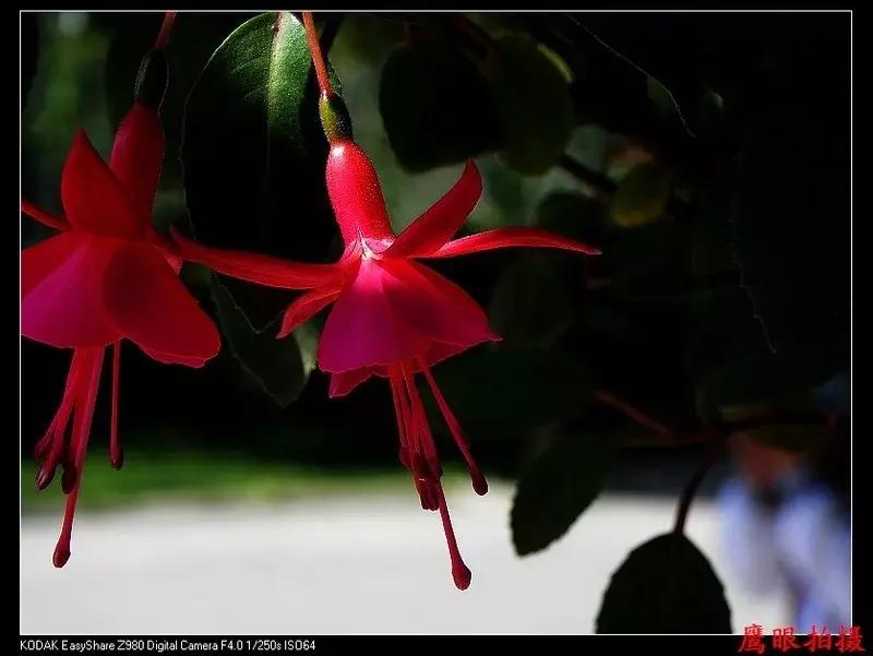 惊艳倒挂金钟,惊艳倒挂金钟图片