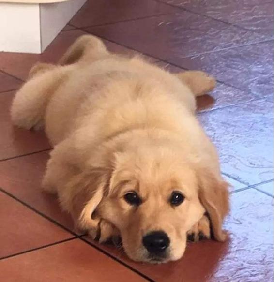 金毛得了肠胃炎能喝水吗,金毛肠胃炎吊了3针多久会好