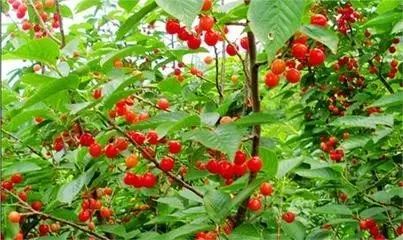 鍗佸牥51鍑鸿鏀荤暐,婀栧寳鍗佸牥鏃呮父鏀荤暐浜斾竴