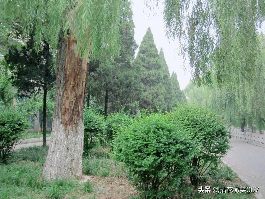 三孔孔府孔庙孔林一日游,孔府与孔庙孔林并称三孔