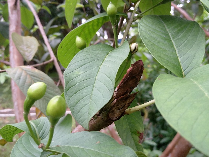 番石榴发叶芽要的水肥多少,番石榴的品种以及种植技巧和方法