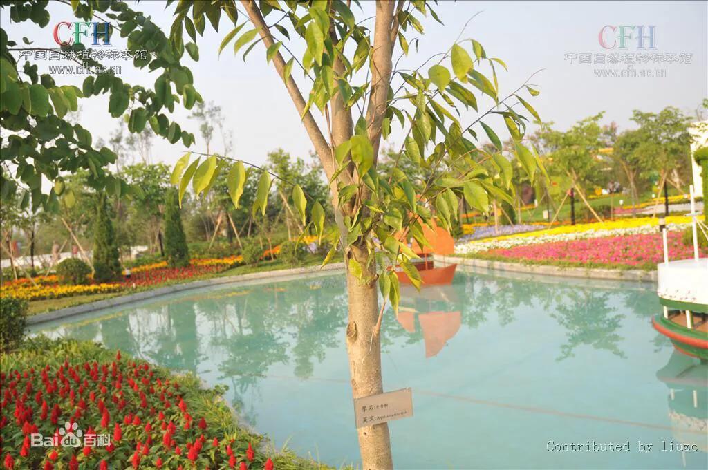 濒危乌木,濒危木种有哪些