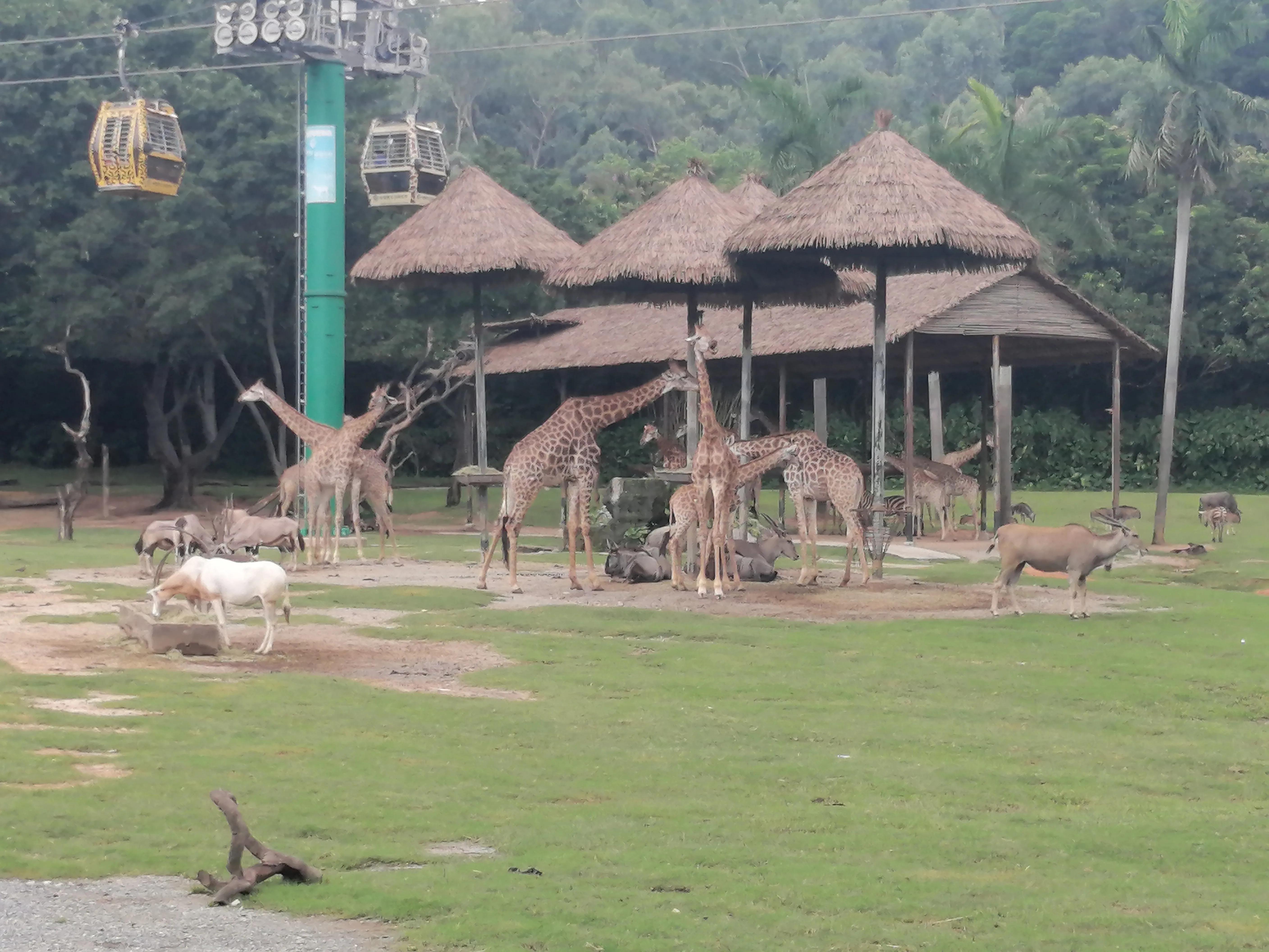 长隆野生动物世界广州攻略,长隆野生动物世界攻略南门北门