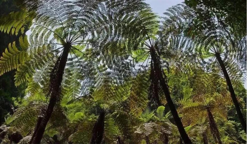 石松类植物与蕨类植物的特征,中国石松目植物的分类系统