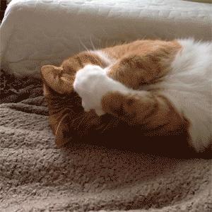 福懋动物医院看病贵吗,福懋动物医院猫科