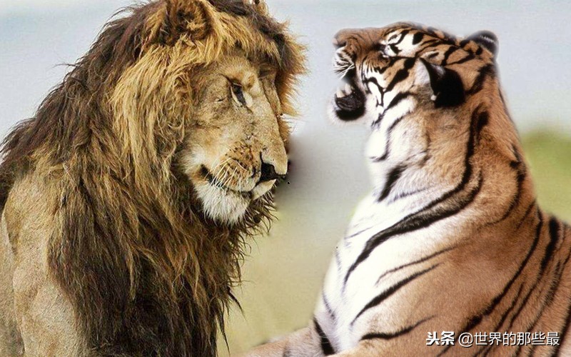 狮子和老虎的智商测试,狮子和老虎的智商谁更高