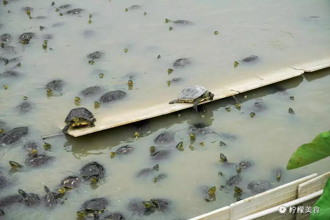 74岁的他，把一半的人生交给了这碗「黑暗甜品」