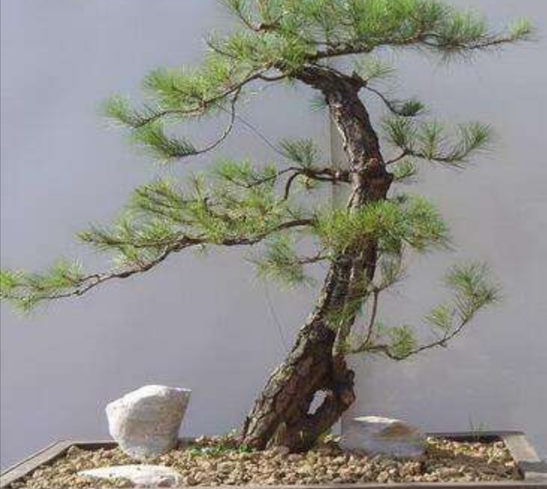 如何选择山上的野松树做盆景,松树盆景怎么种成活率高呢