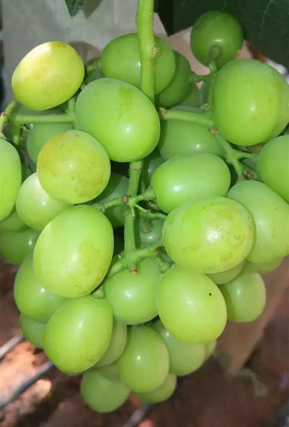 葡萄长锈斑图片,葡萄上有锈斑是什么品种