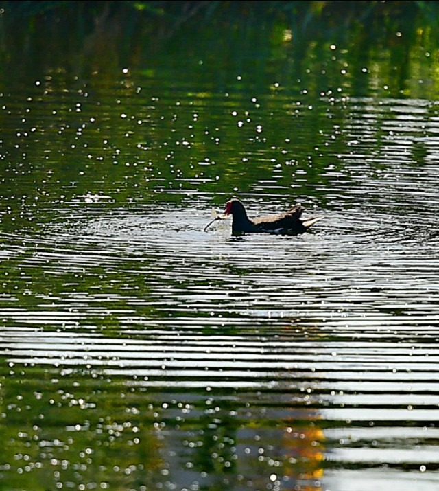为什么蜻蜓不会杂交,蜻蜓为什么是两性生殖