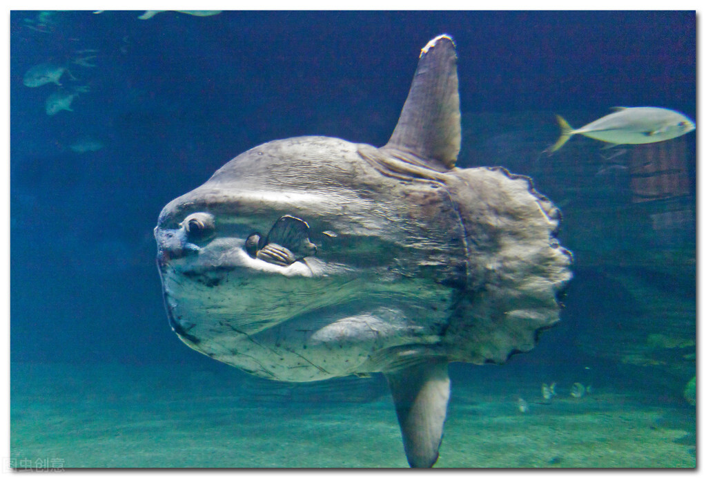 水下世界深海恐惧症,深海恐惧症水下若隐若现