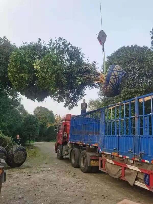 常州夏溪花木市场2020销售额,沭阳2021年花木销售额