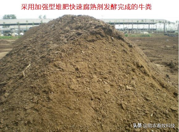 散养牛粪怎么处理干净呢,养殖牛牛粪怎么处理