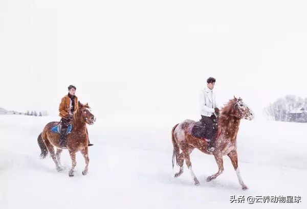 必备的马术知识,马术能不能速成