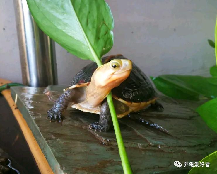 怎么养龟才是正确的方式,养龟怎么才能养得好