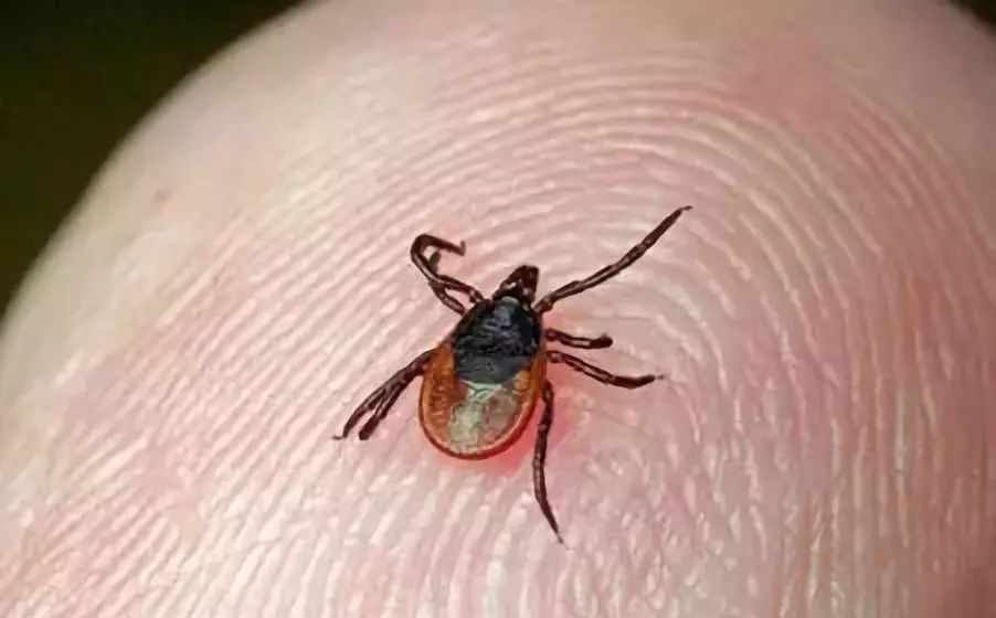 小孩被蜜蜂追着蜇伤,儿童被蜜蜂蛰了有没有刺怎么看