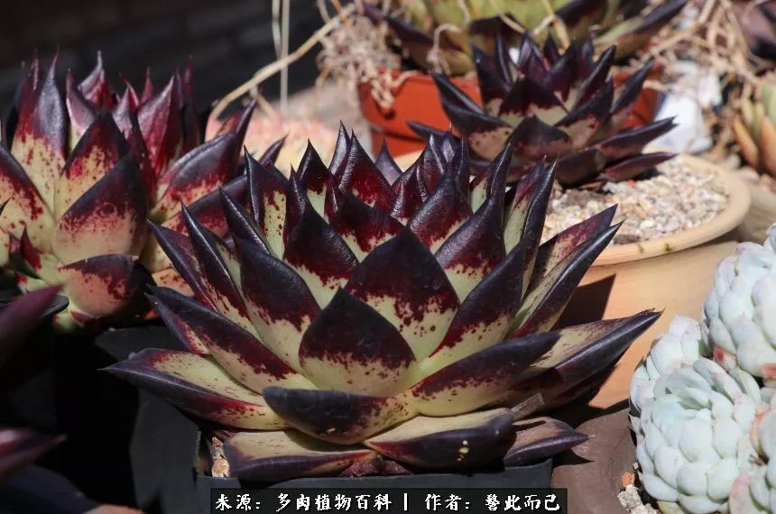 小警察的乌木：红与黑的霸气之美！