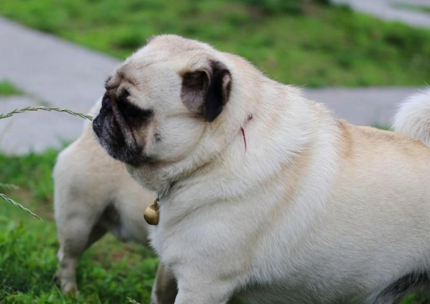 如何让狗狗快速养成不挑食的习惯,家犬吃得多不挑食的狗狗有哪些