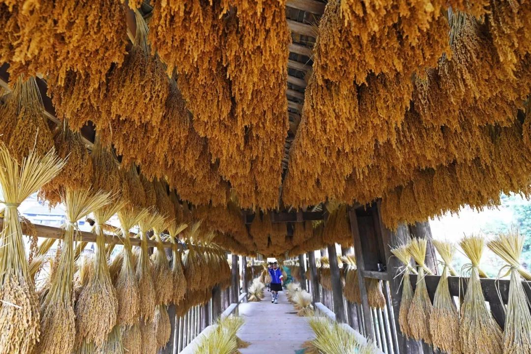 广西最好吃的米是什么米,广西十大优质米排名