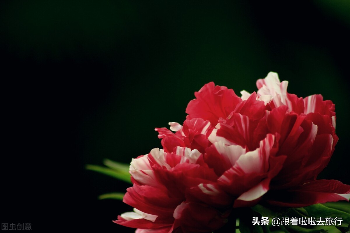 国色天香洛阳牡丹基地,牡丹国色天香品种介绍