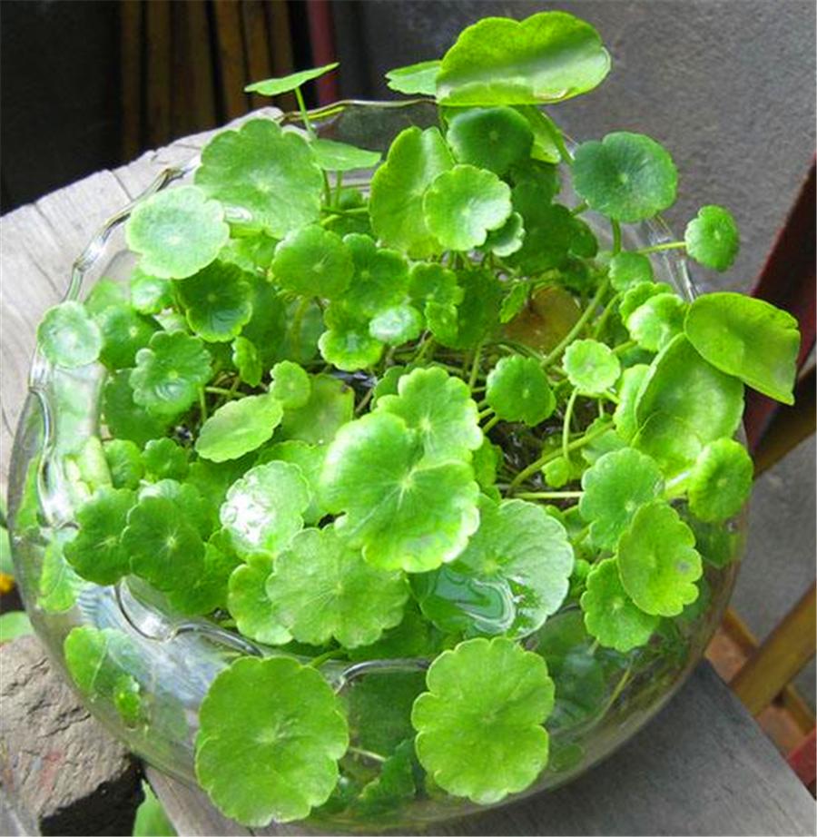 水培铜钱草如何杀蚊虫,水培铜钱草起小飞虫怎么办