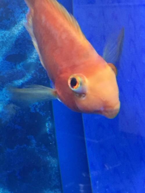 鹦鹉鱼眼凸是什么病的征兆,鹦鹉鱼眼睛凸出来怎么处理