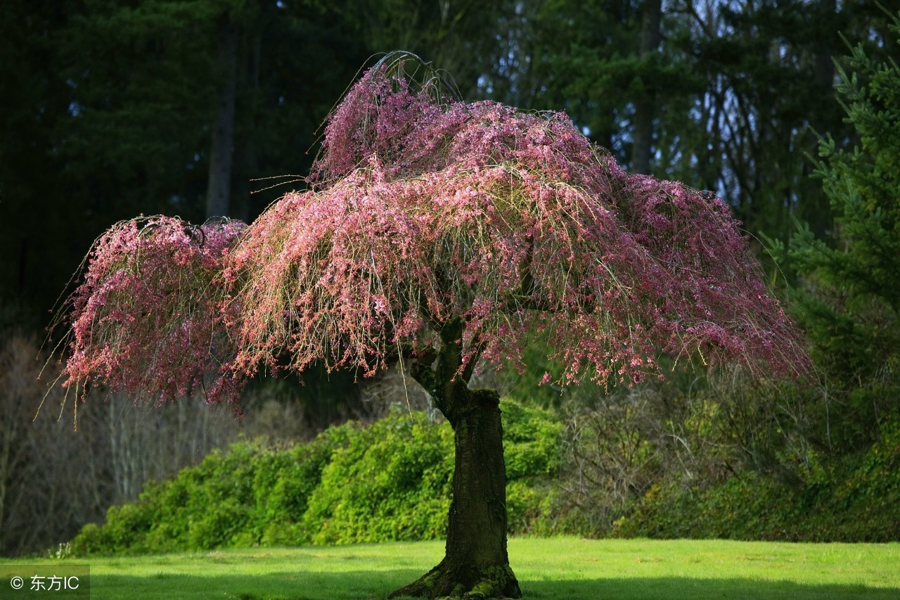 宋词300首精选短篇大全,宋词三百首精选大全