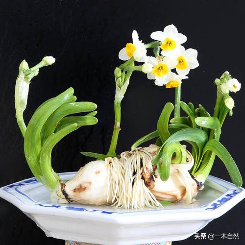 不适合室内种植的有毒绿植,十种有毒的绿植