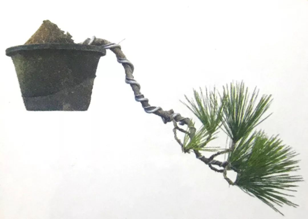 黑松压弯造型制作,黑松盆景整形时间