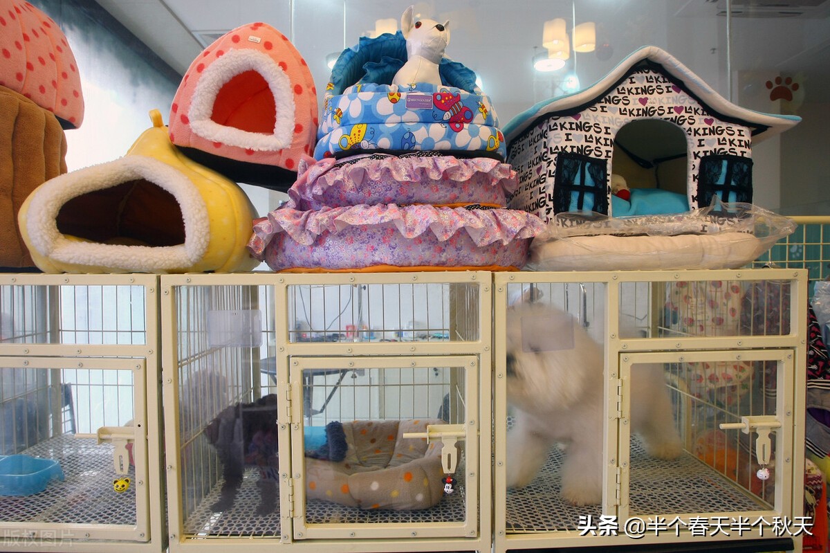 宠物店宠物诊所,宠物店宠物医院哪个好