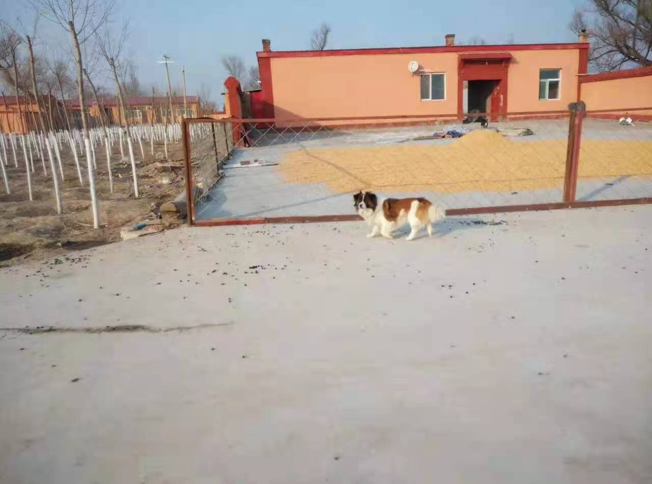 托克托印象,印象托克托