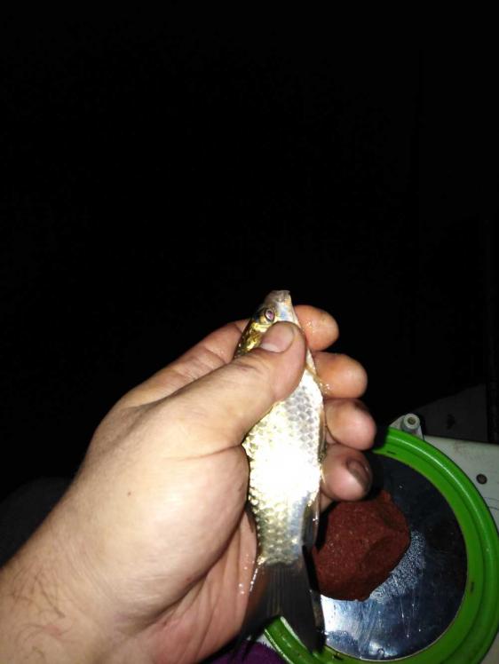 本汀金迦潘强弓评测,本汀金迦潘强弓鱼竿测评