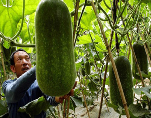 露天栽冬瓜不搭架子怎样能高产,白皮冬瓜种植高产技术视频