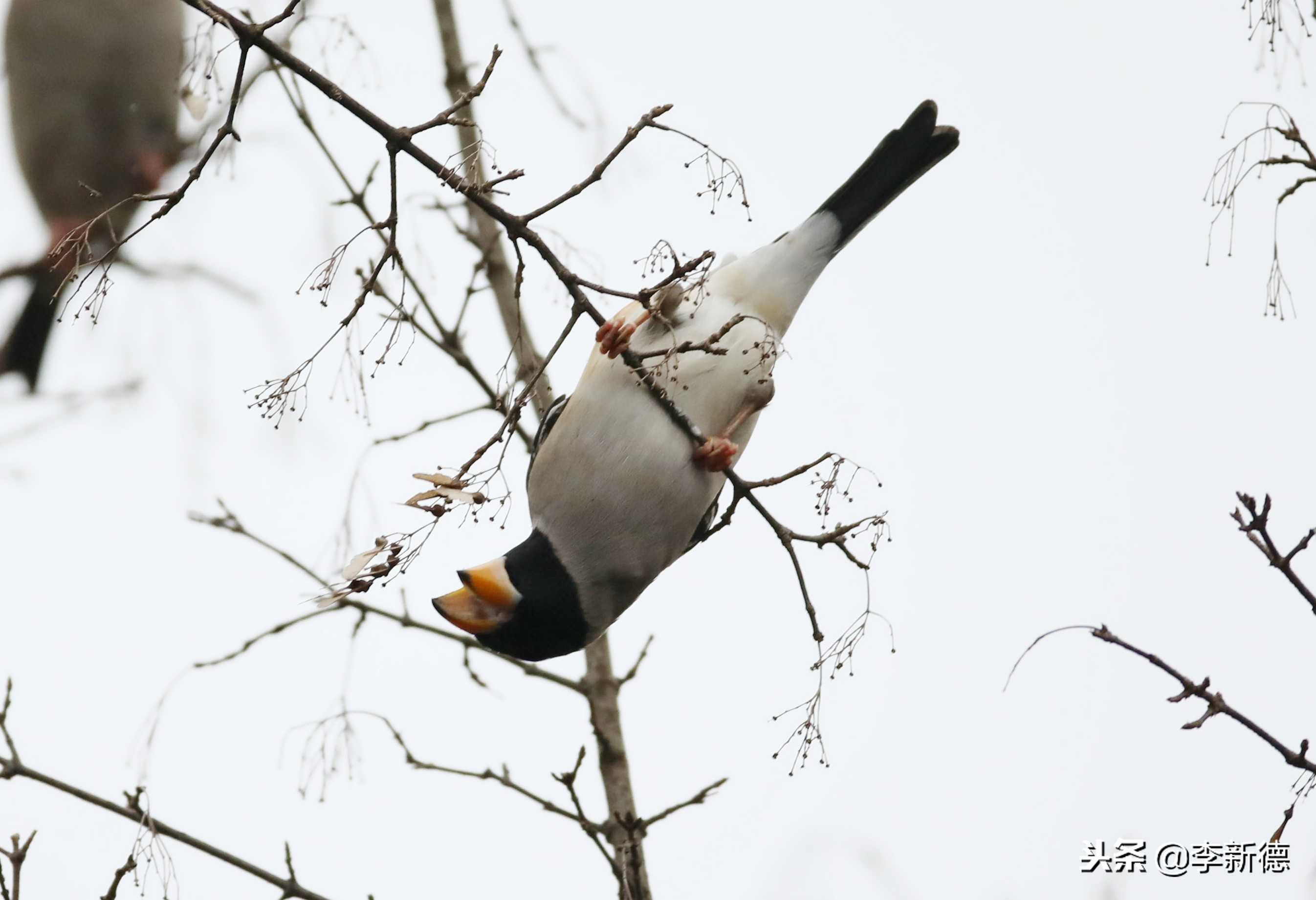 合肥望江西路蜀峰湾,合肥蜀峰湾有什么鸟