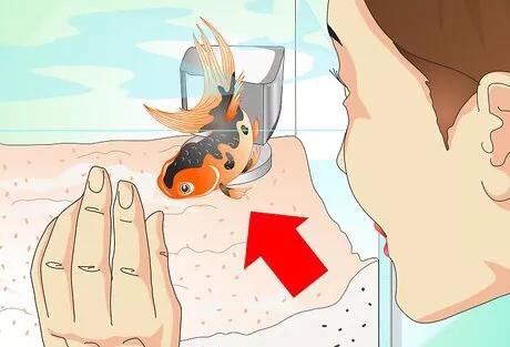 怎么救活金鱼最快最有效,如何挽救快死的金鱼