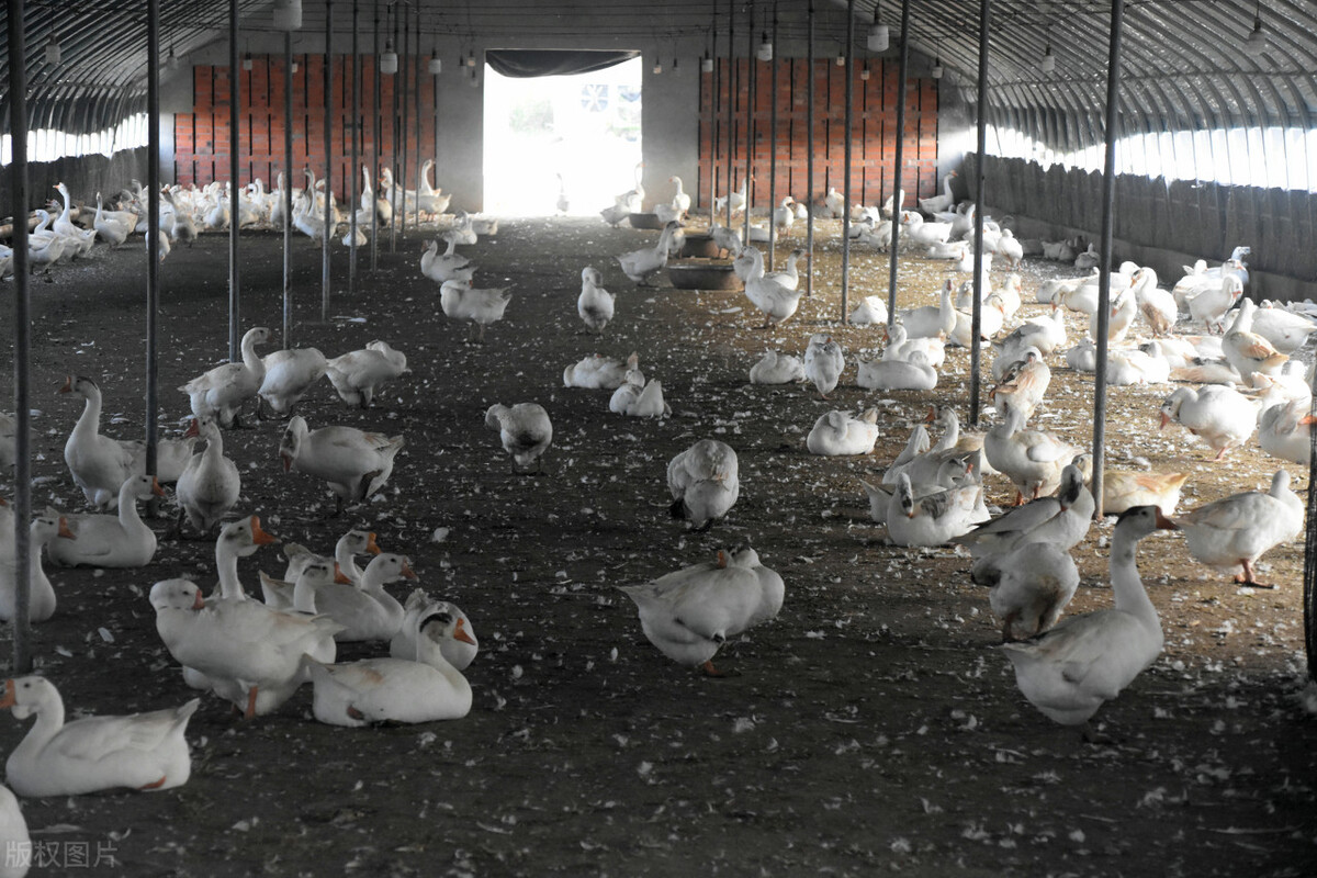 养1000只鹅一年的利润是多少,养殖鹅平均每只赚多少钱