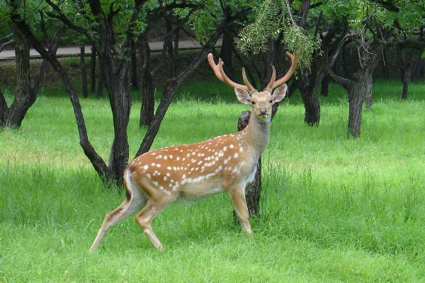 梅花鹿养殖现在怎么样,养殖梅花鹿前景和风险