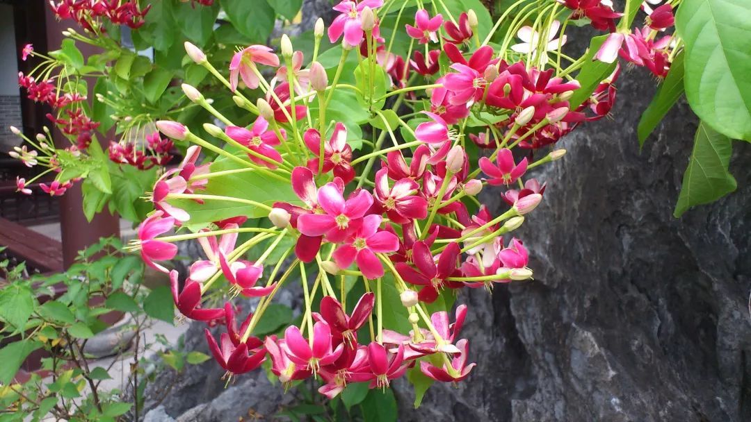 100种常见观叶植物图鉴史上最全,农村常见的100种植物