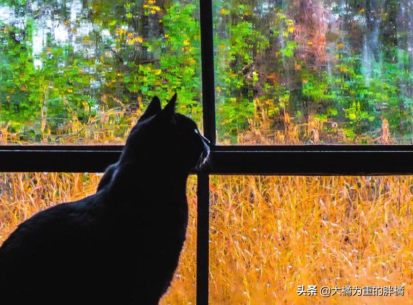猫咪下雨应激怎么解决呢,为什么猫喜欢看下雨