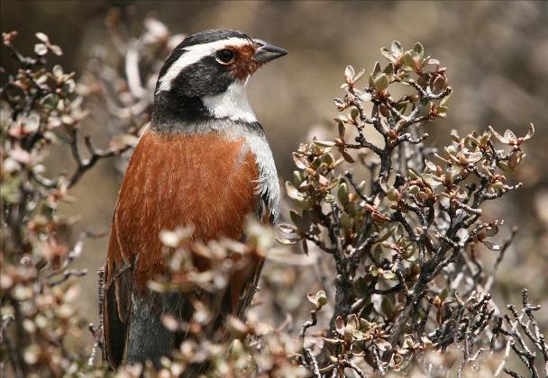 东江揽胜,惠州淡水常见鸟类图谱