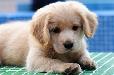 狗狗生完小狗缺钙的表现,狗狗缺钙的表现