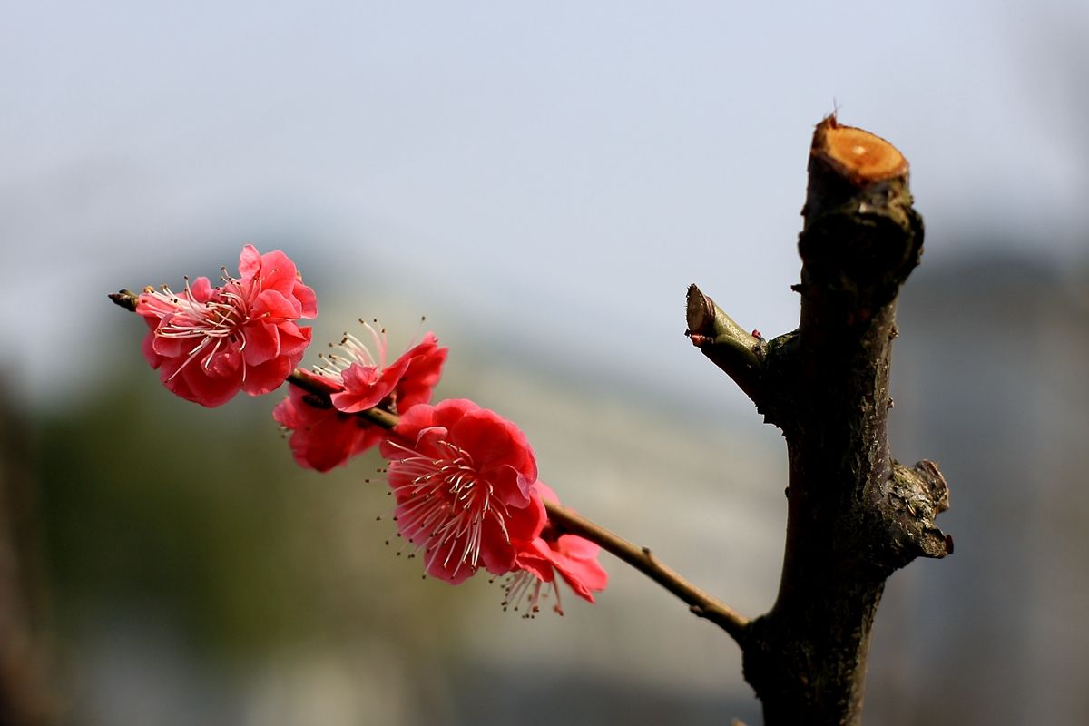 盆栽梅花修剪方法图解大全,盆栽梅花花后修剪